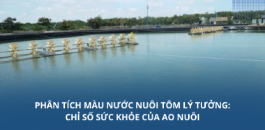 Phân tích màu nước nuôi tôm lý tưởng: Chỉ số sức khỏe của ao nuôi